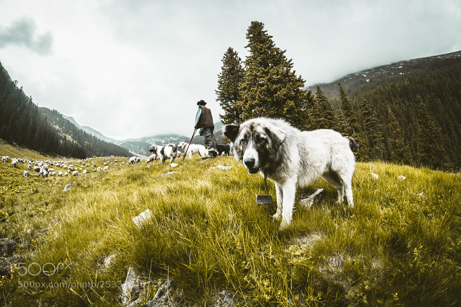 Nikon D5300 sample photo. The working sheepdog photography