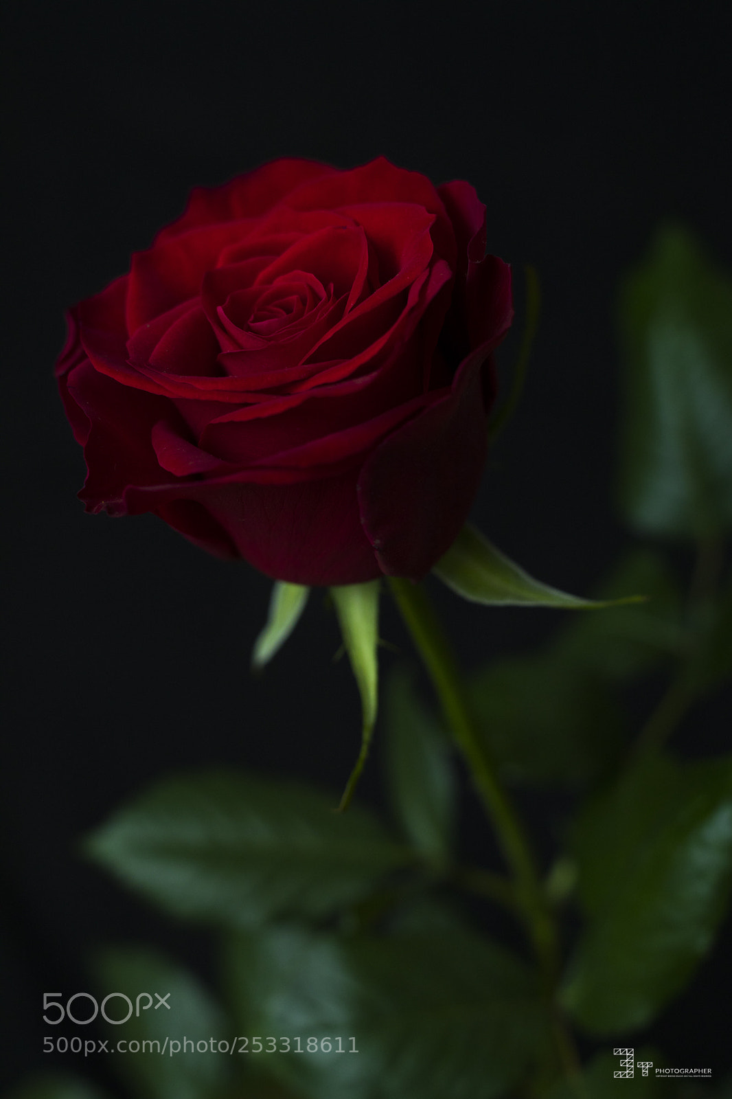 Canon EOS 5D Mark IV sample photo. Rose photography