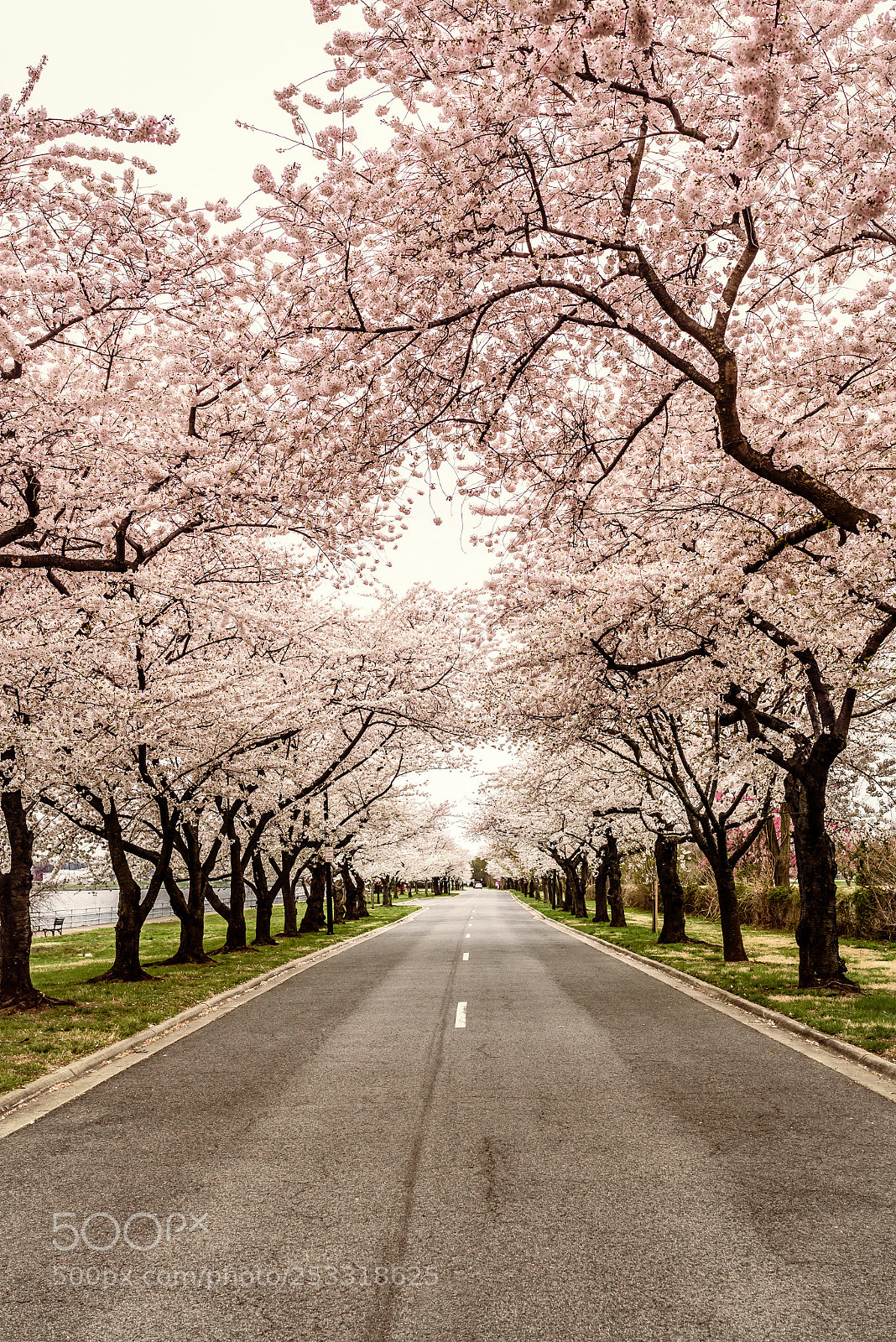 Nikon D750 sample photo. Cherry blossom way photography