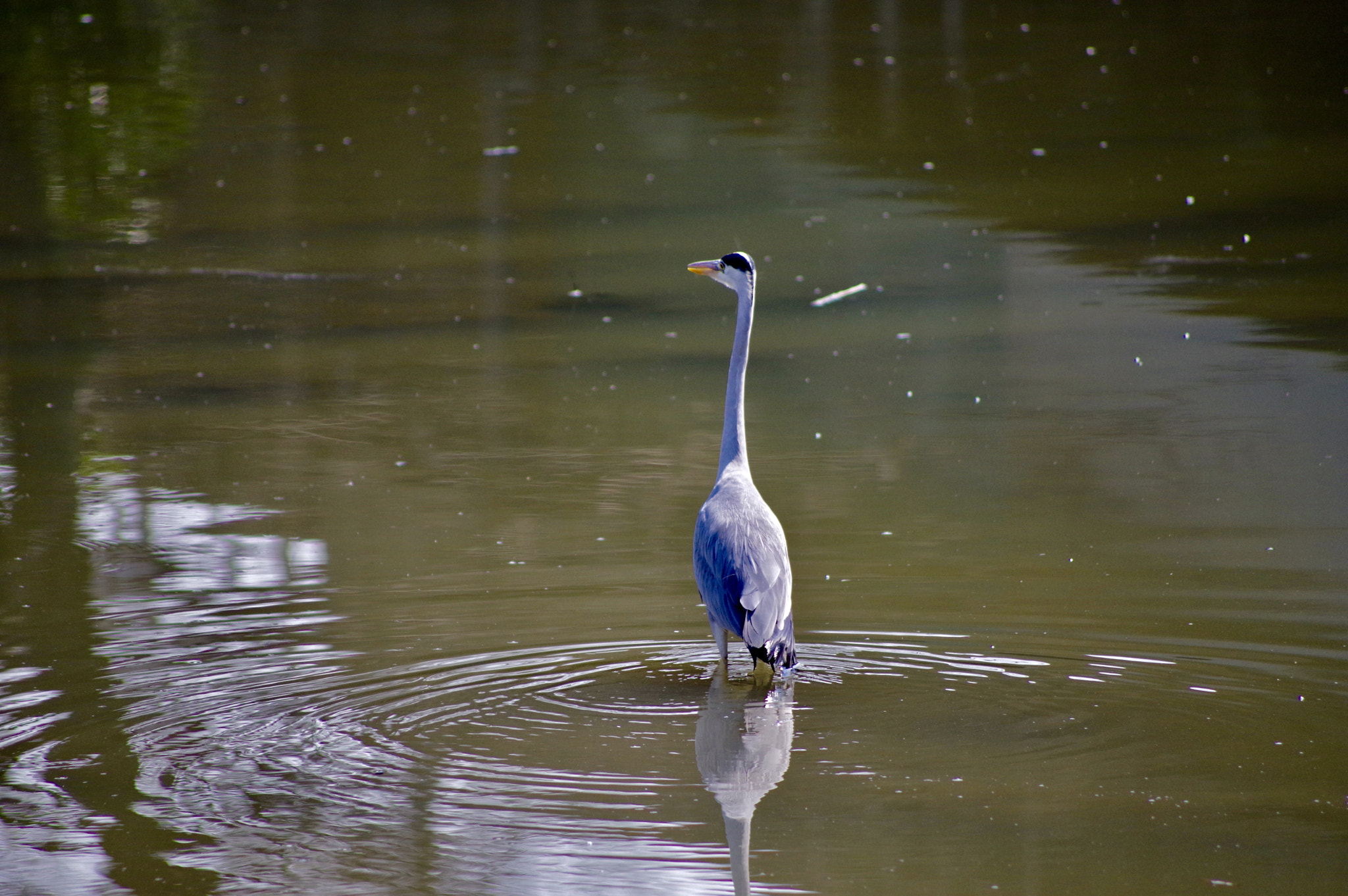 Pentax KP sample photo. Stand alone, but photography