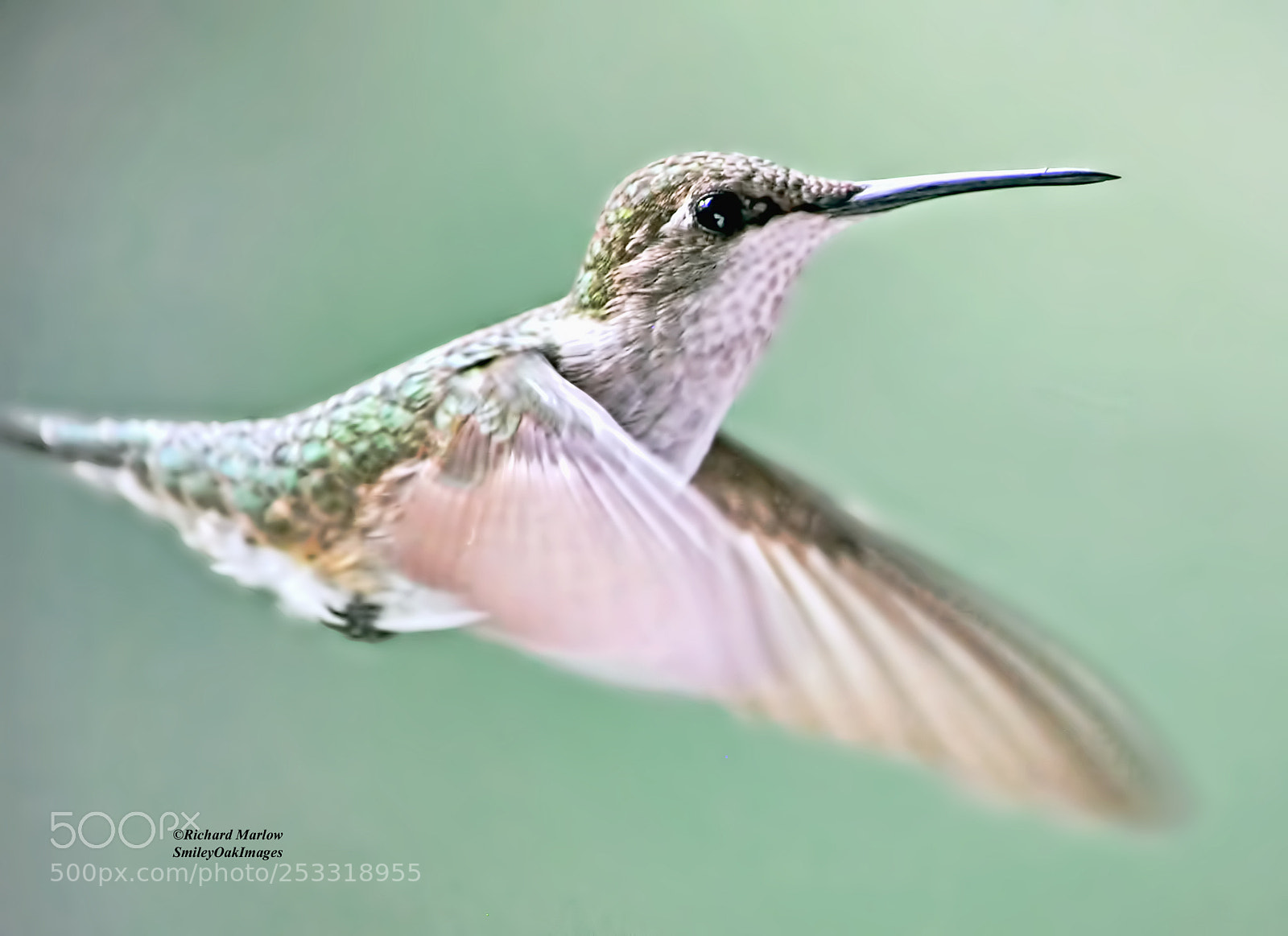 Nikon D5000 sample photo. Hummingbird photography