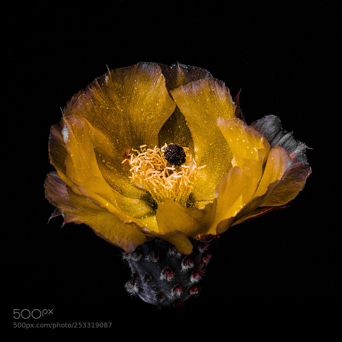 Canon EOS 5D Mark II sample photo. Prickly pear flower photography