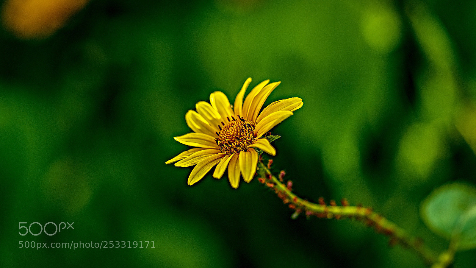 Sony a7 sample photo. Crisp yellow  photography