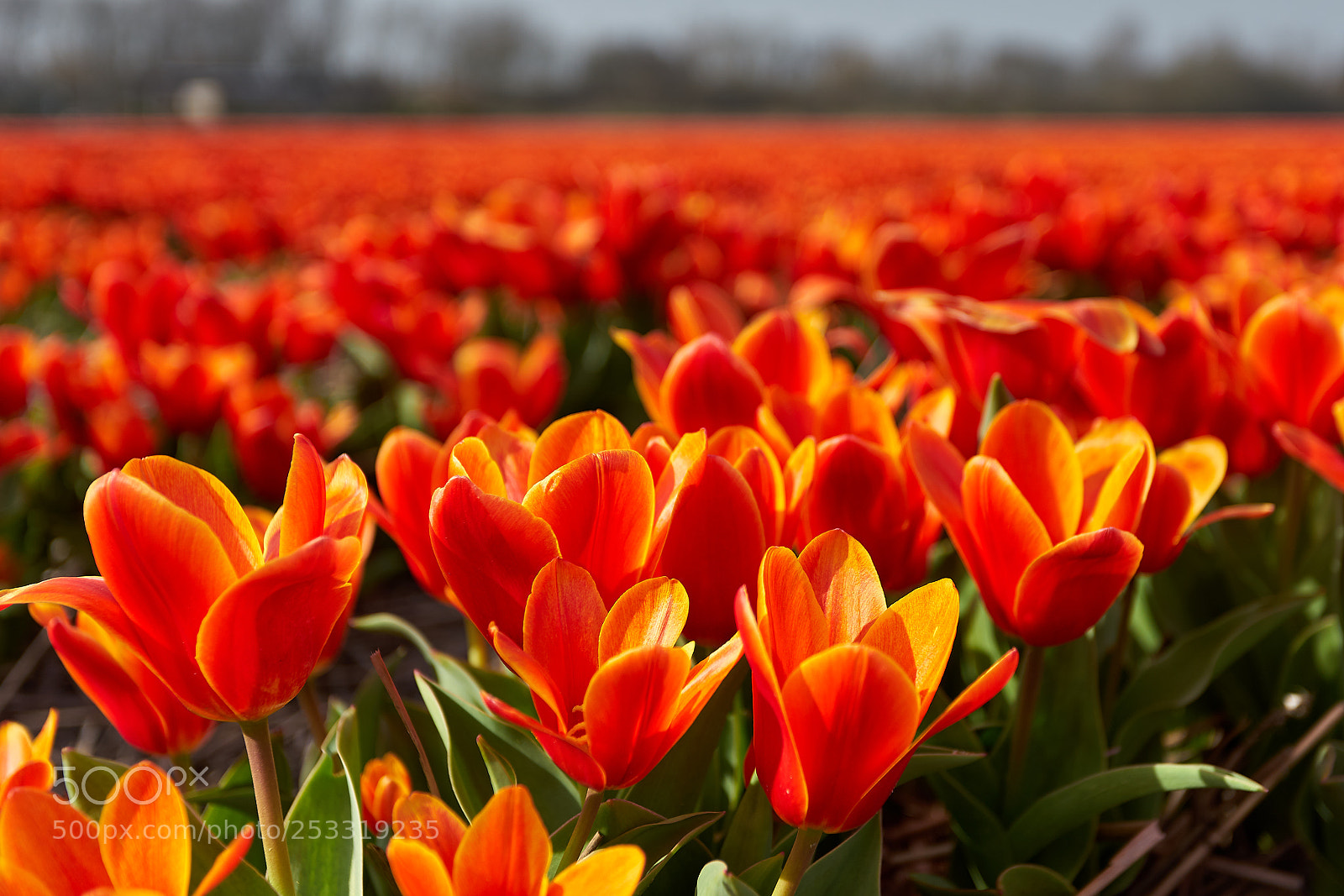Sony a7 sample photo. Orange tulips blooming photography