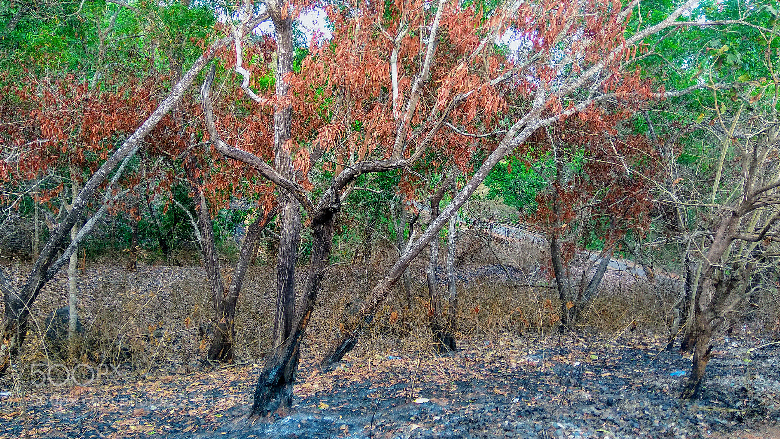 Xiaomi Redmi Note3 sample photo. Forest canvas photography