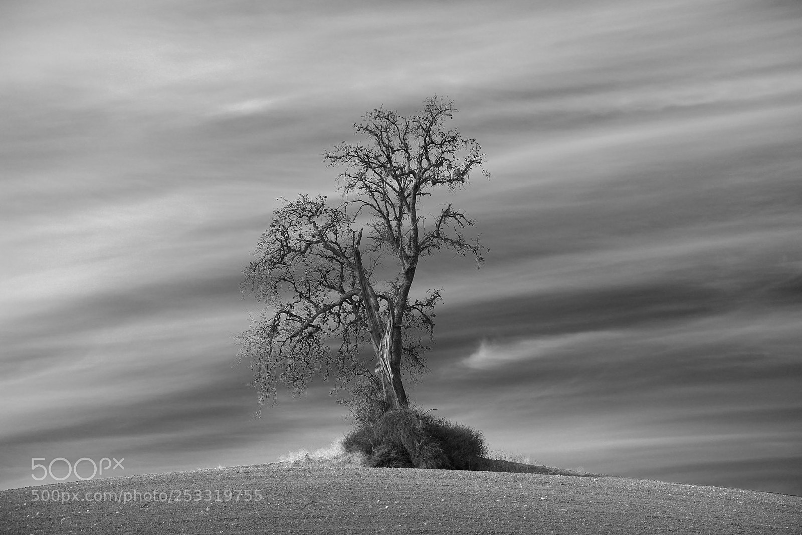 Nikon D800E sample photo. Lone tree photography