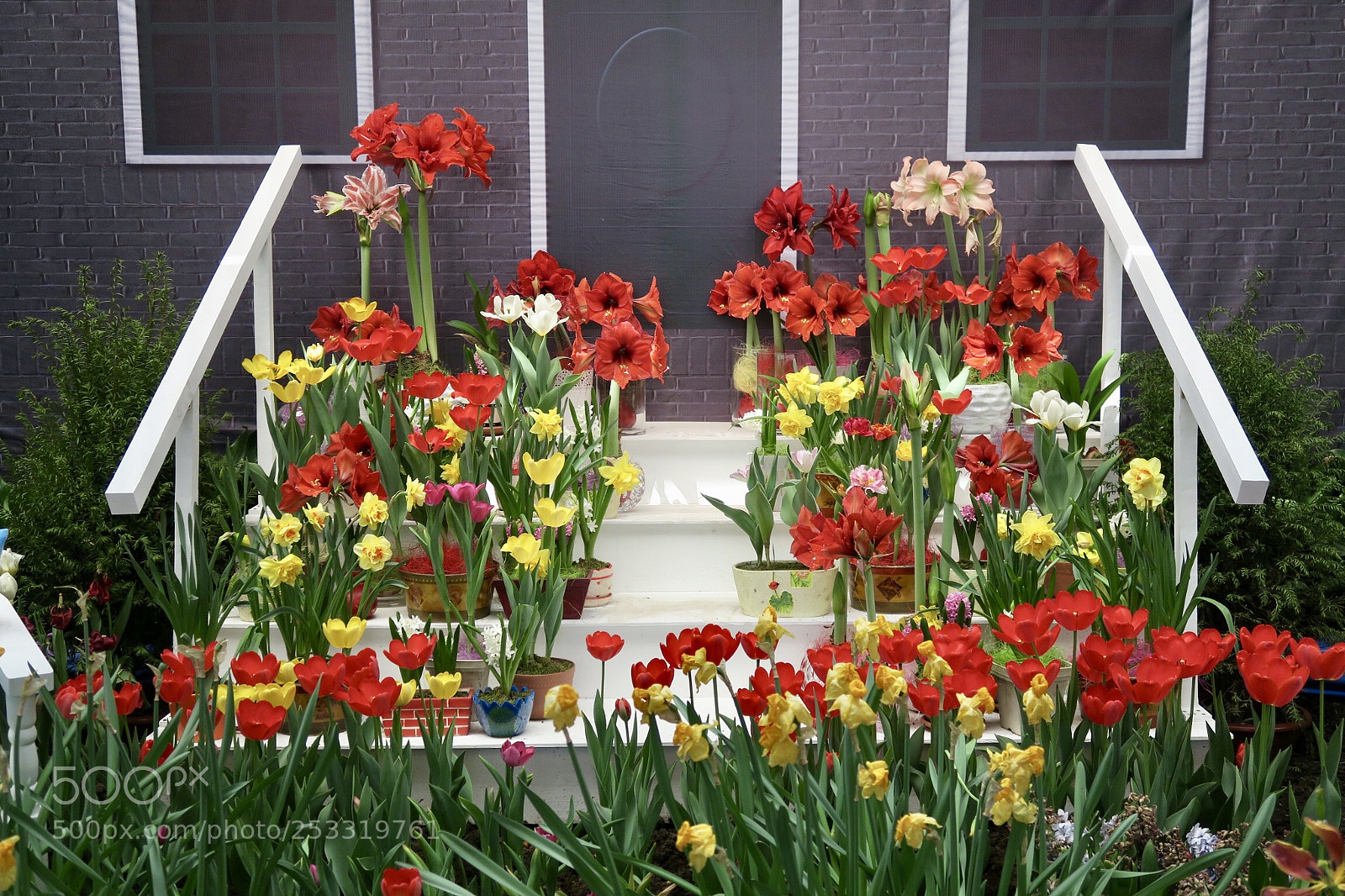 Canon PowerShot G7 X sample photo. Tulip photography