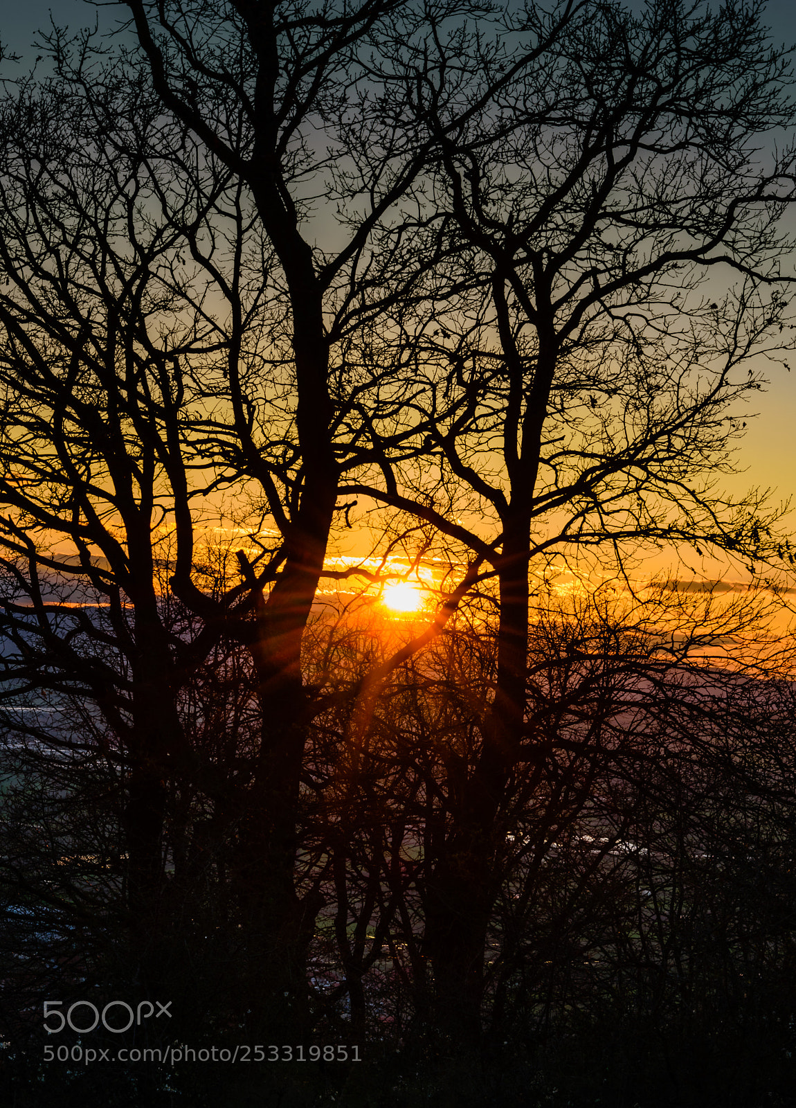Nikon D5300 sample photo. Twin trees holding the photography