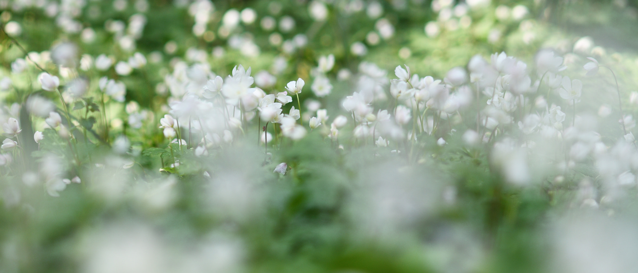 Sigma 105mm F2.8 EX DG Macro sample photo. ニリンソウ photography