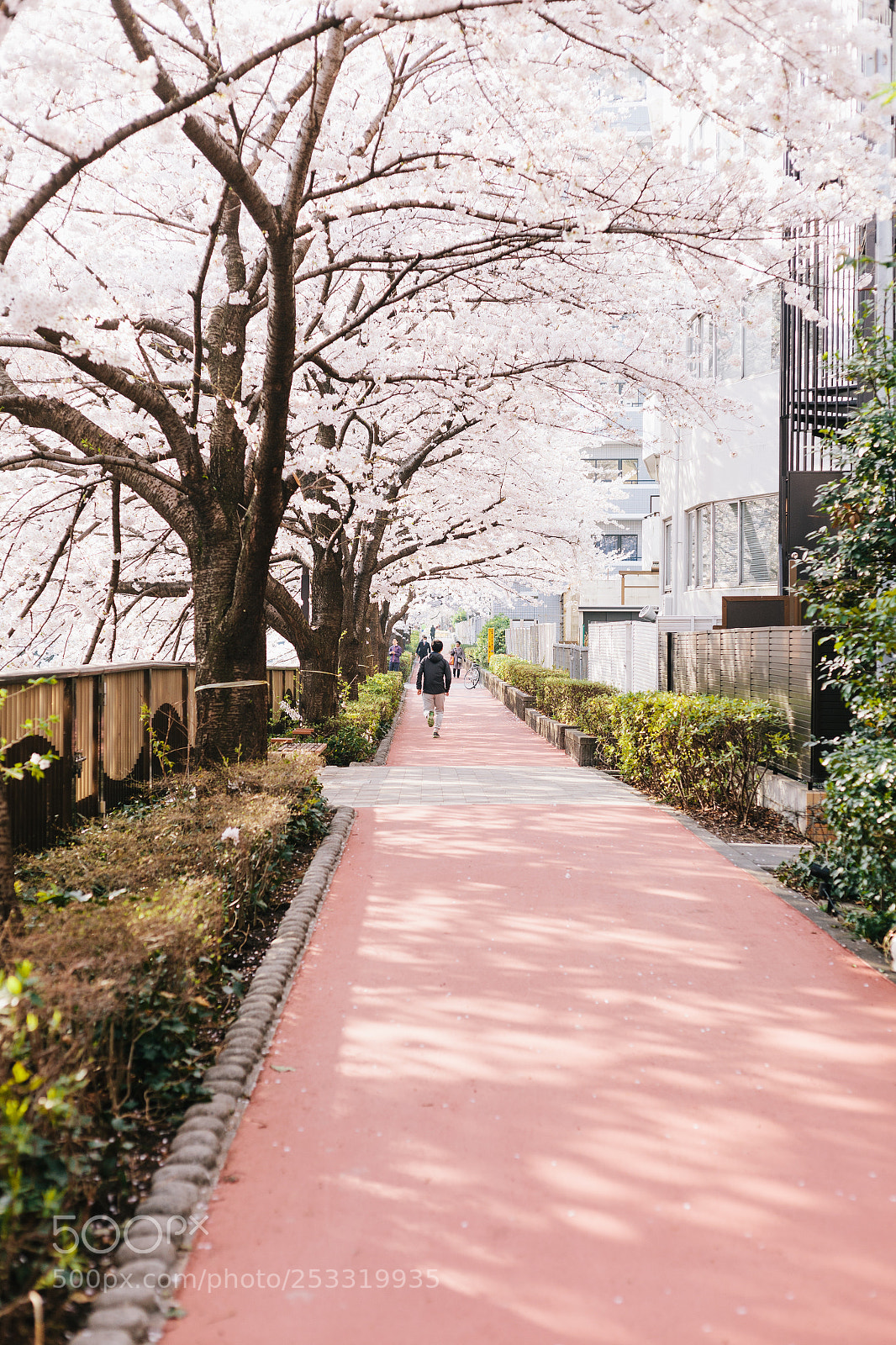 Canon EOS 5D Mark II sample photo. Sakura photography