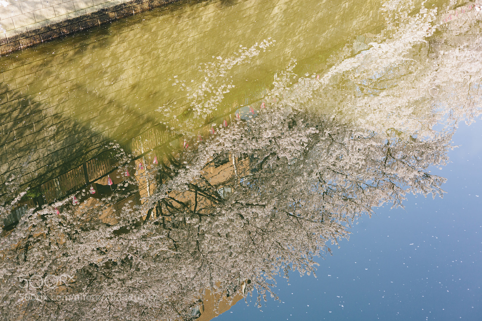 Canon EOS 5D Mark II sample photo. Sakura photography