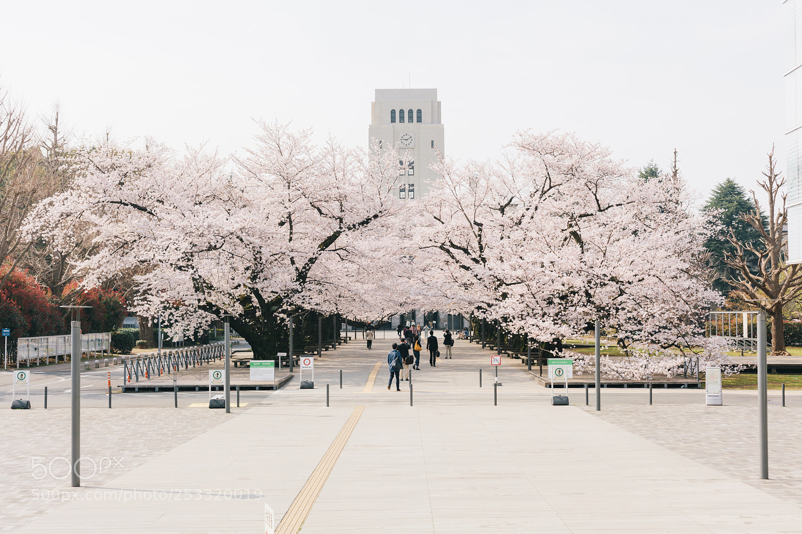 Canon EOS 5D Mark II sample photo. Sakura photography