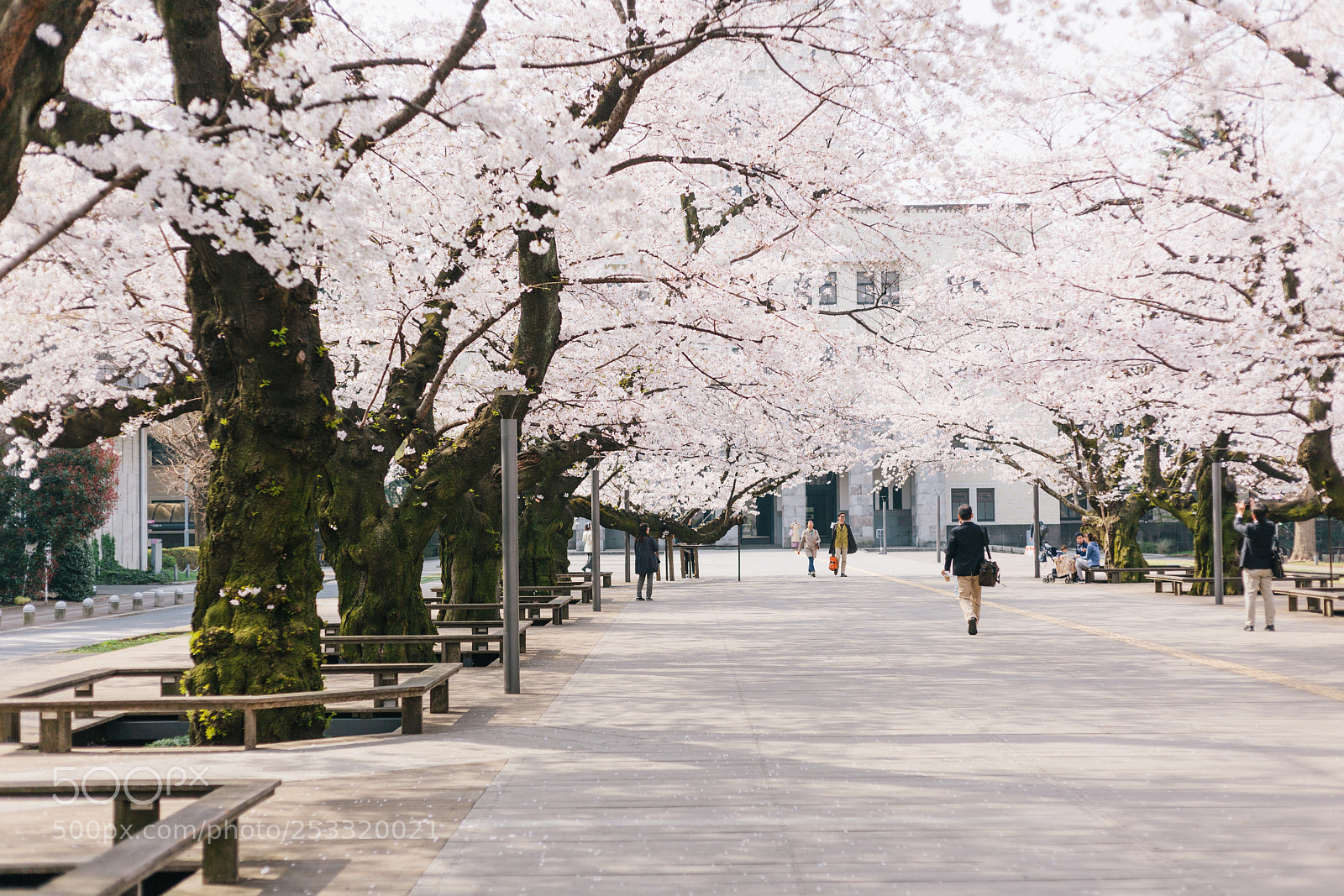 Canon EOS 5D Mark II sample photo. Sakura photography