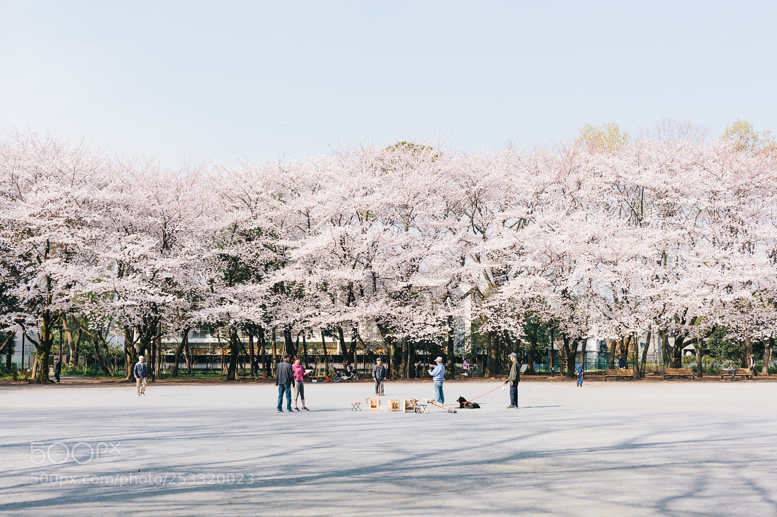 Canon EOS 5D Mark II sample photo. Sakura photography