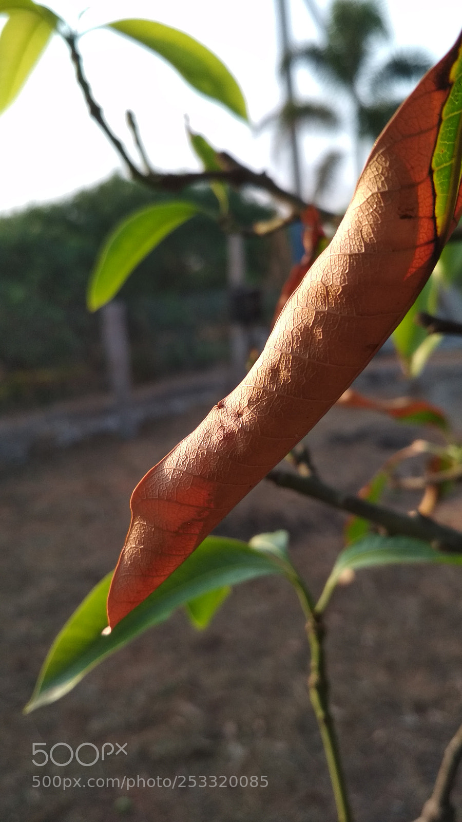 Xiaomi Redmi 4X sample photo. Dry leaf photography