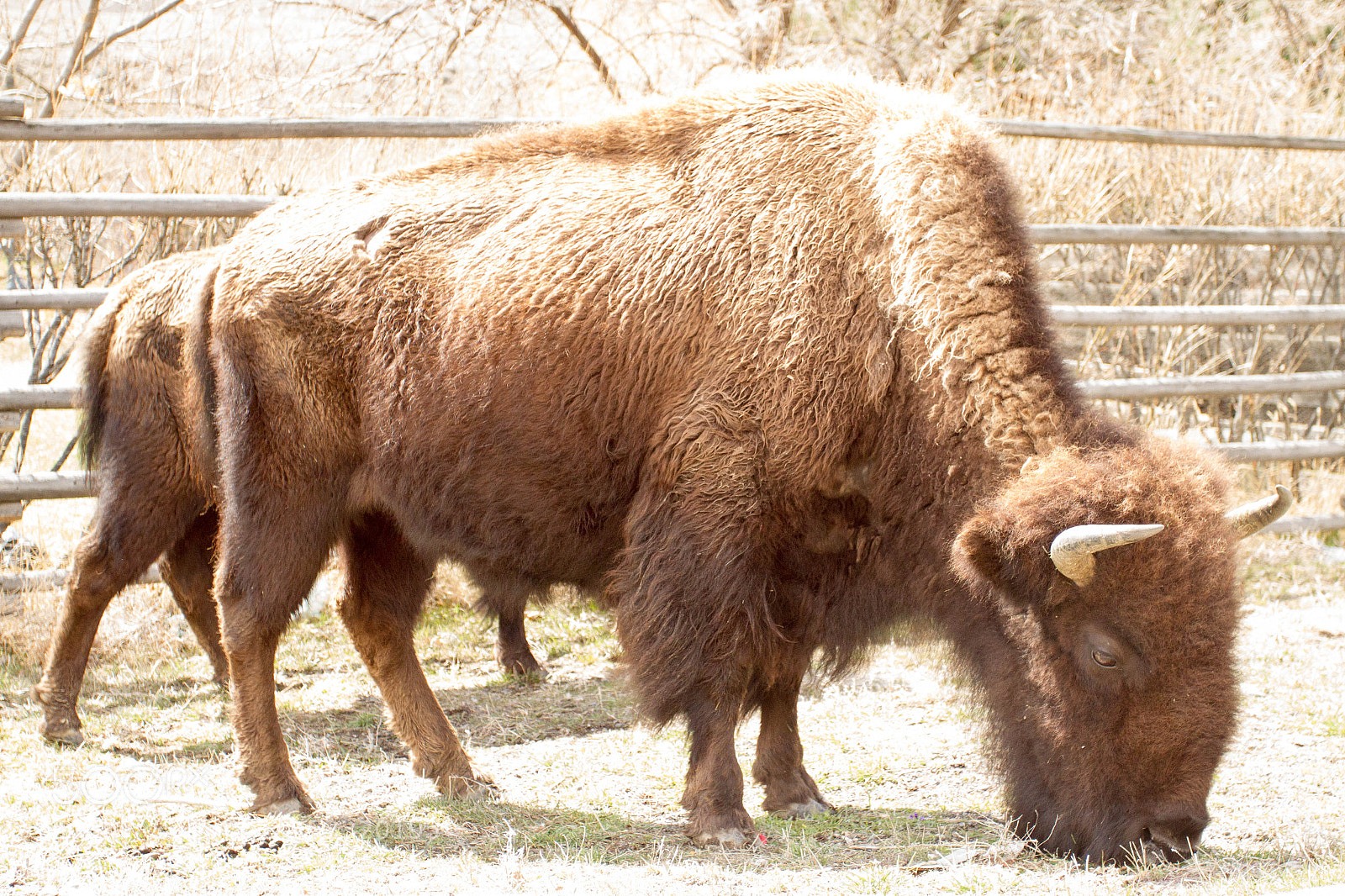Canon EOS 7D sample photo. Yellowstone national park photography
