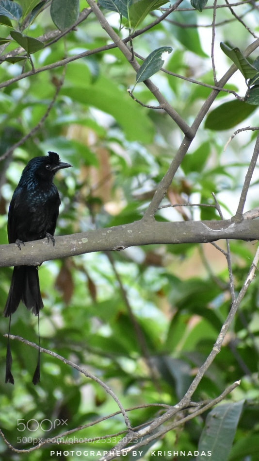 Nikon D3400 sample photo. Drongo bird photography