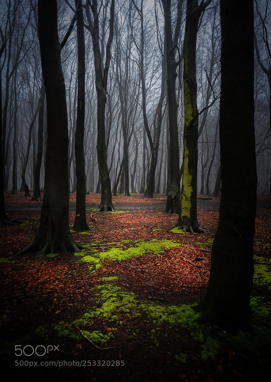 Nikon D700 sample photo. Wood walk photography