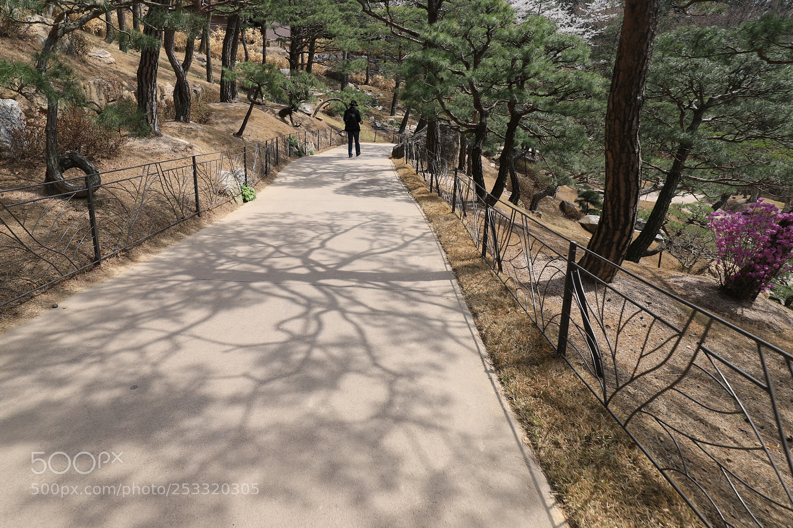 Canon EOS 6D Mark II sample photo. Shadow pictures photography