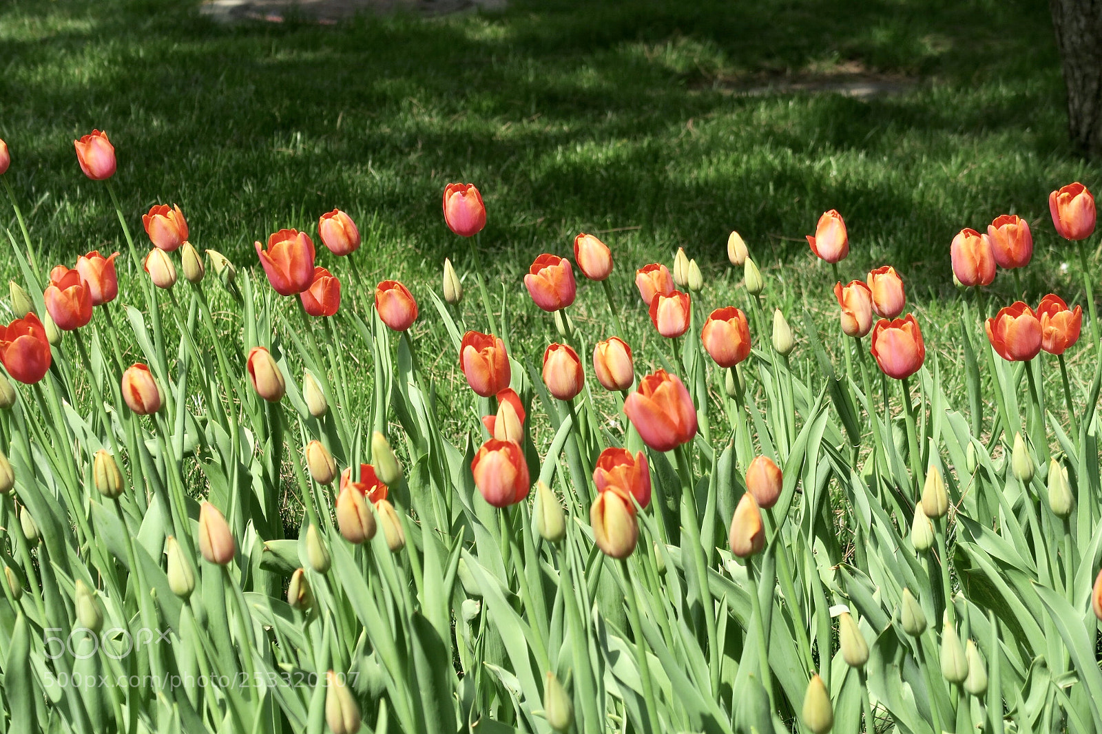 Canon PowerShot G7 X sample photo. Tulip photography