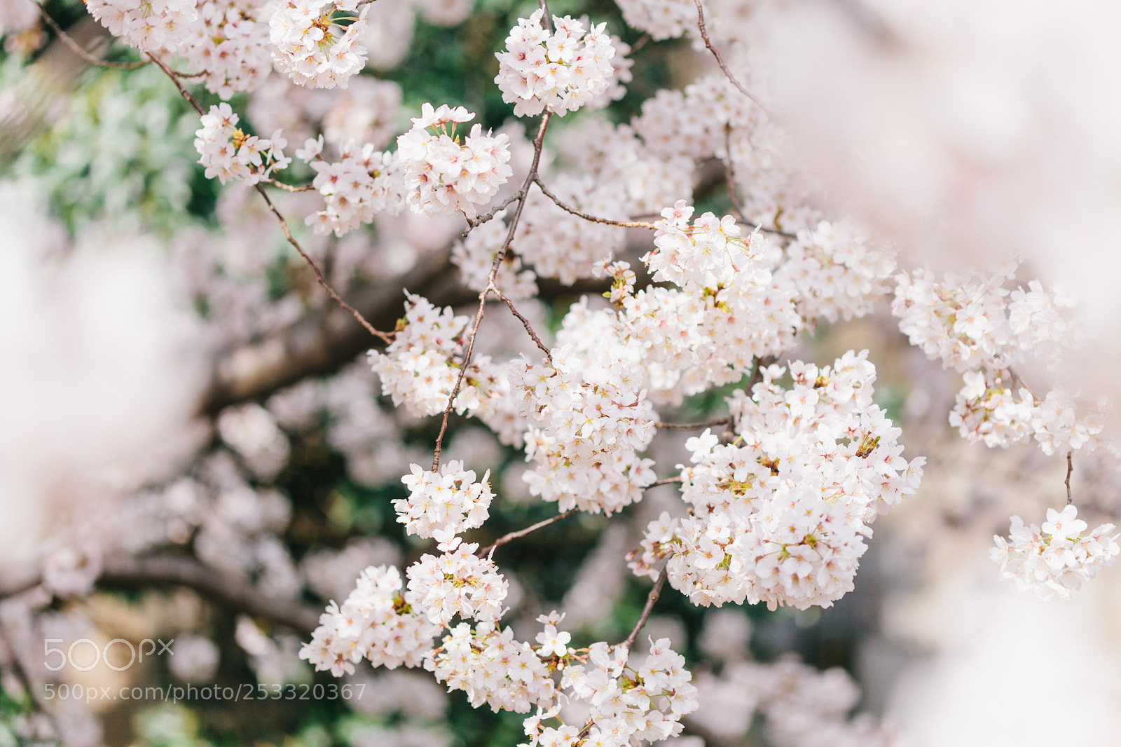 Canon EOS 5D Mark II sample photo. Sakura photography