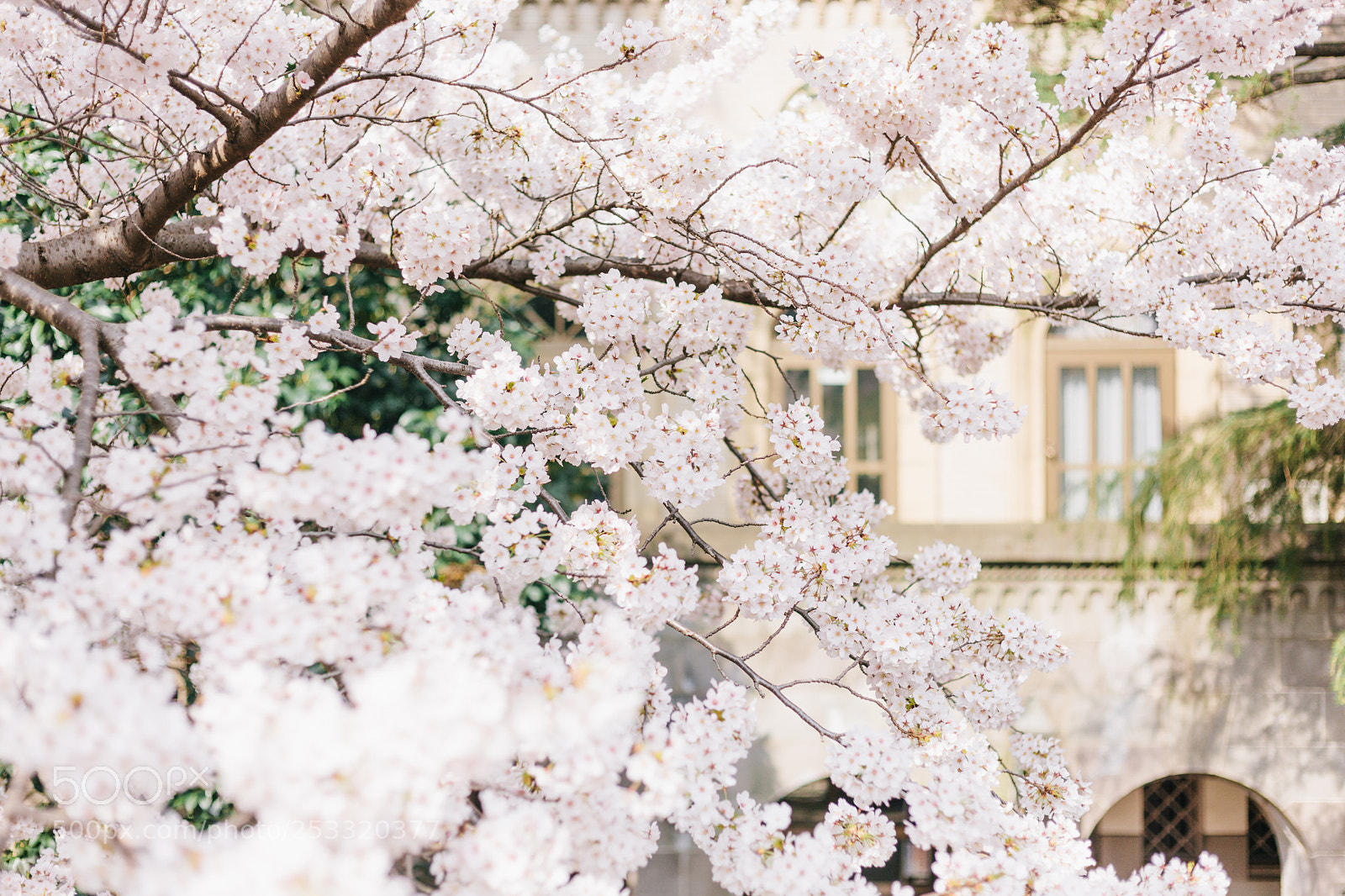 Canon EOS 5D Mark II sample photo. Sakura photography