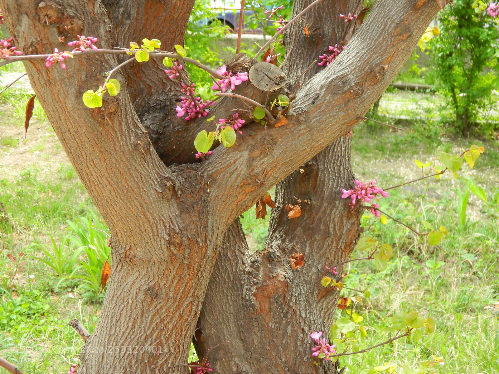 Nikon Coolpix L120 sample photo. Cersis photography