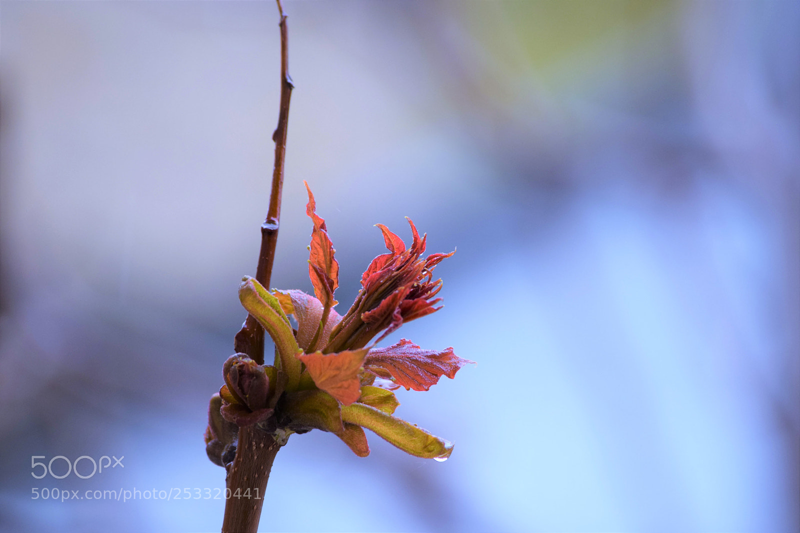 Nikon D3300 sample photo. Awakening photography