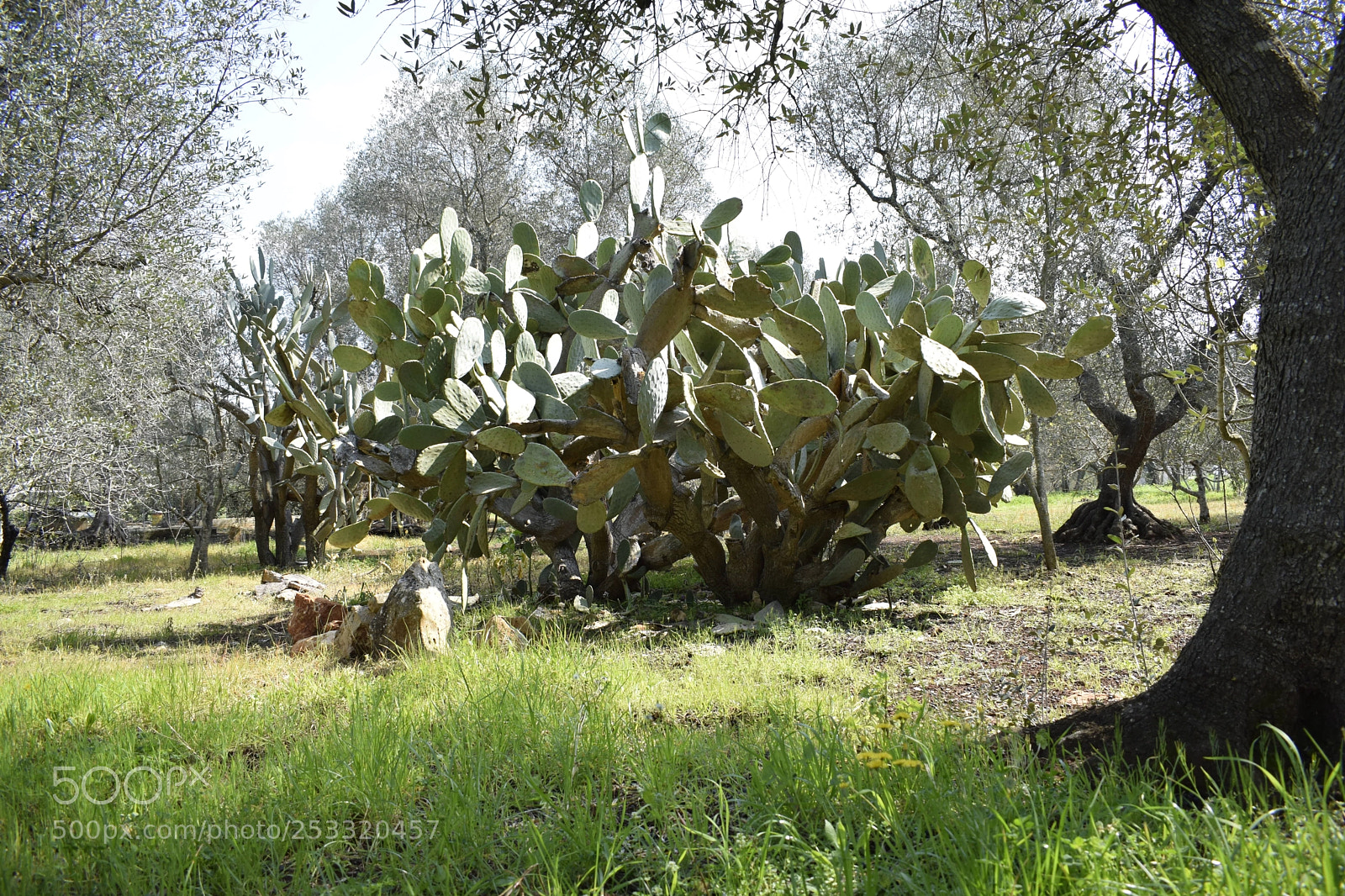 Nikon D3300 sample photo. Anima salentina photography