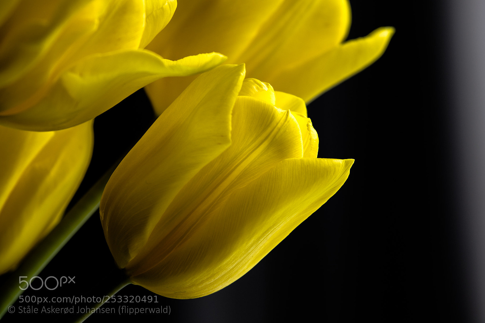 Canon EOS 7D Mark II sample photo. Yellow moon photography