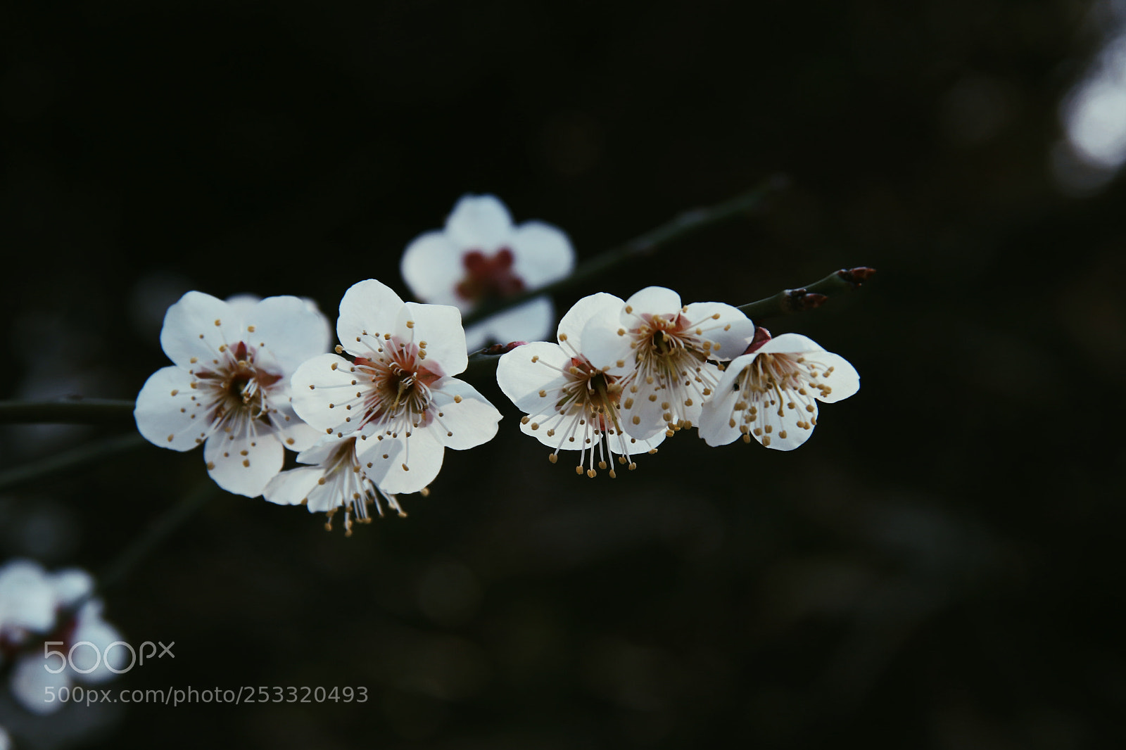 Canon EOS 80D sample photo. The flower of spring photography
