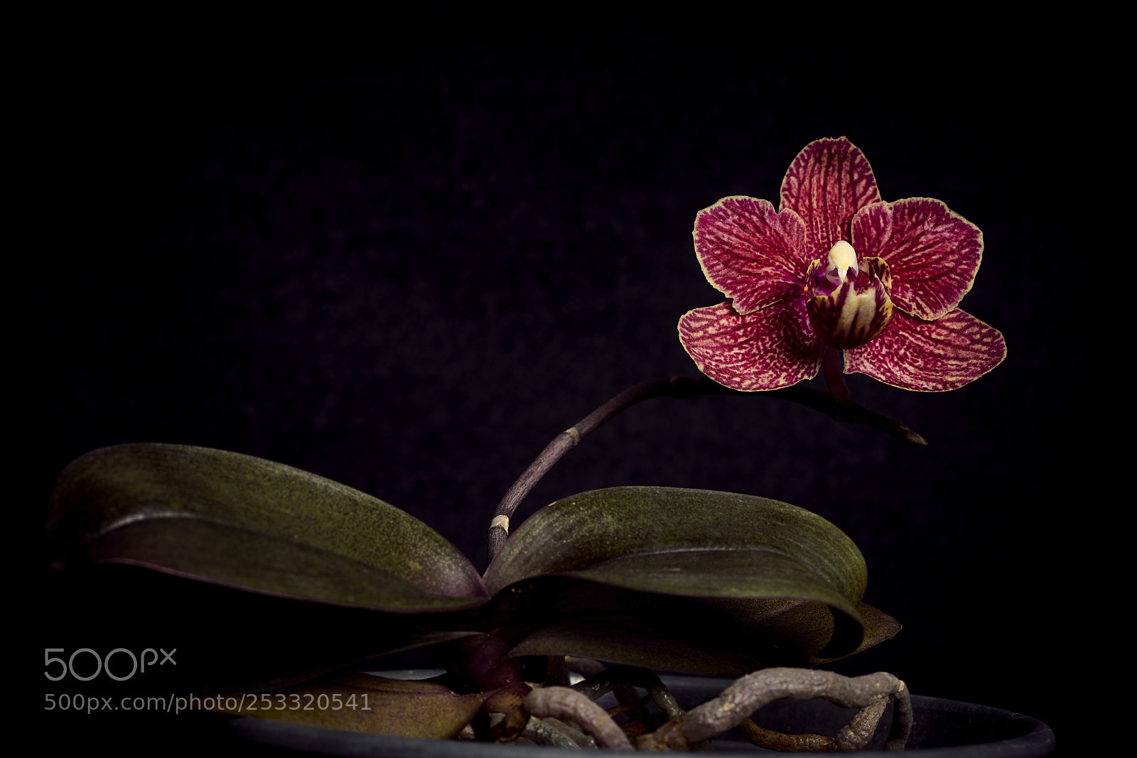 Sony a7R II sample photo. Orchidee photography