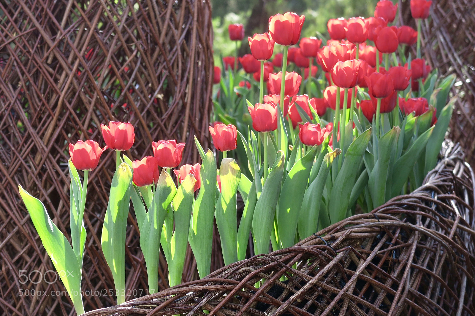 Canon PowerShot G7 X sample photo. Tulip photography