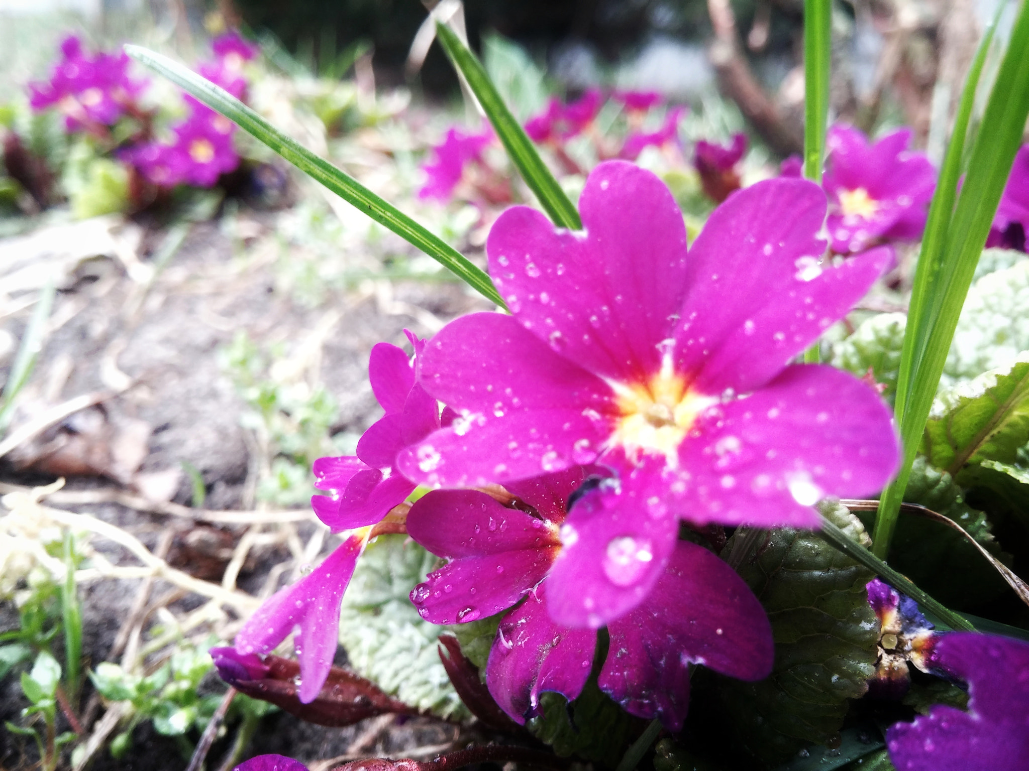 LG G2 sample photo. Img_20180411_090411-01-01.jpeg photography