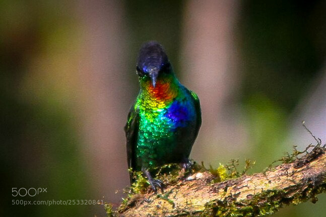 Canon EOS 7D sample photo. Birds costa rica photography