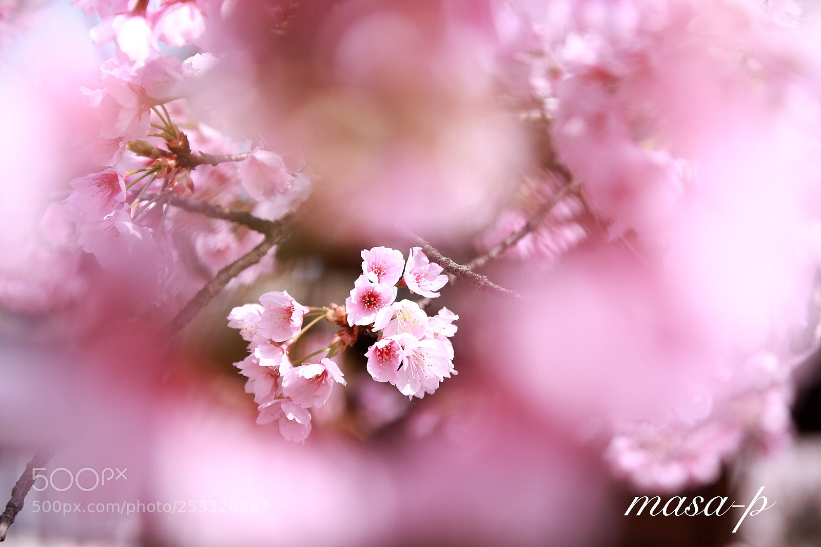 Canon EOS 5D sample photo. Cherry blossoms photography