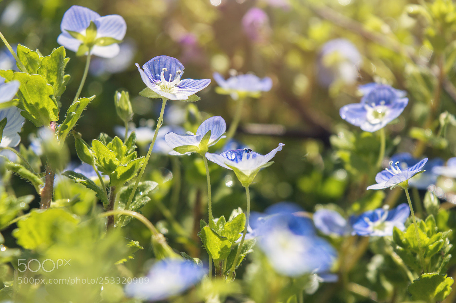 Nikon D3200 sample photo. Blue miracles photography