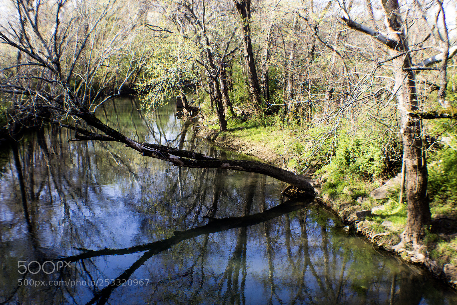 Canon EOS 600D (Rebel EOS T3i / EOS Kiss X5) sample photo. Leaning on the creek photography