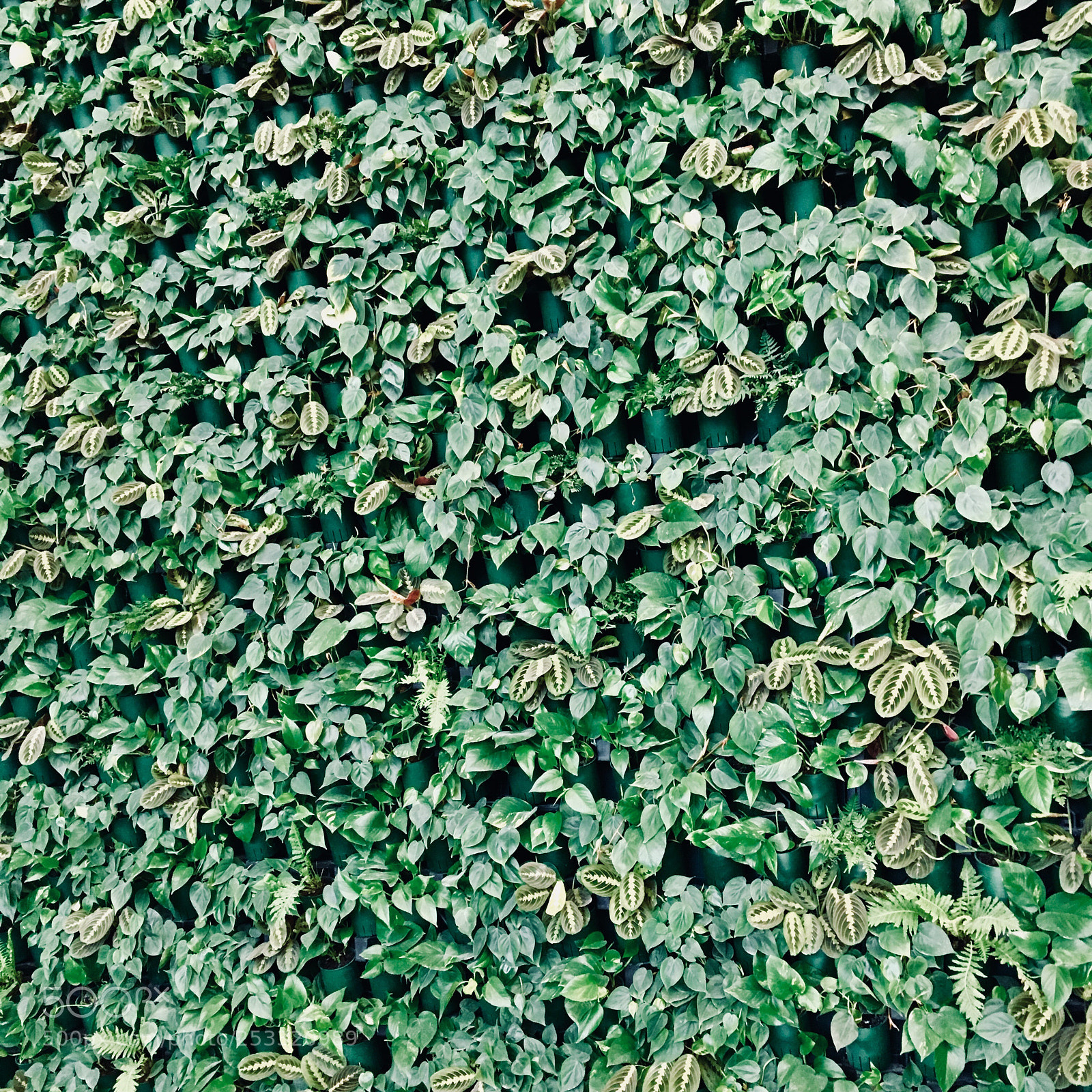 Apple iPhone 6s sample photo. Untitled photography