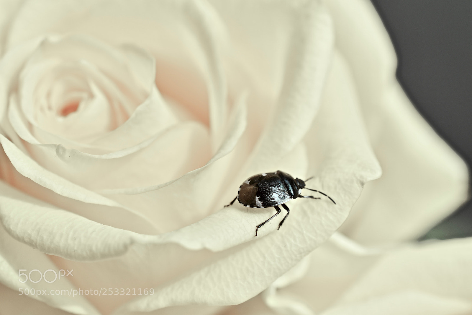 Nikon D5600 sample photo. . photography