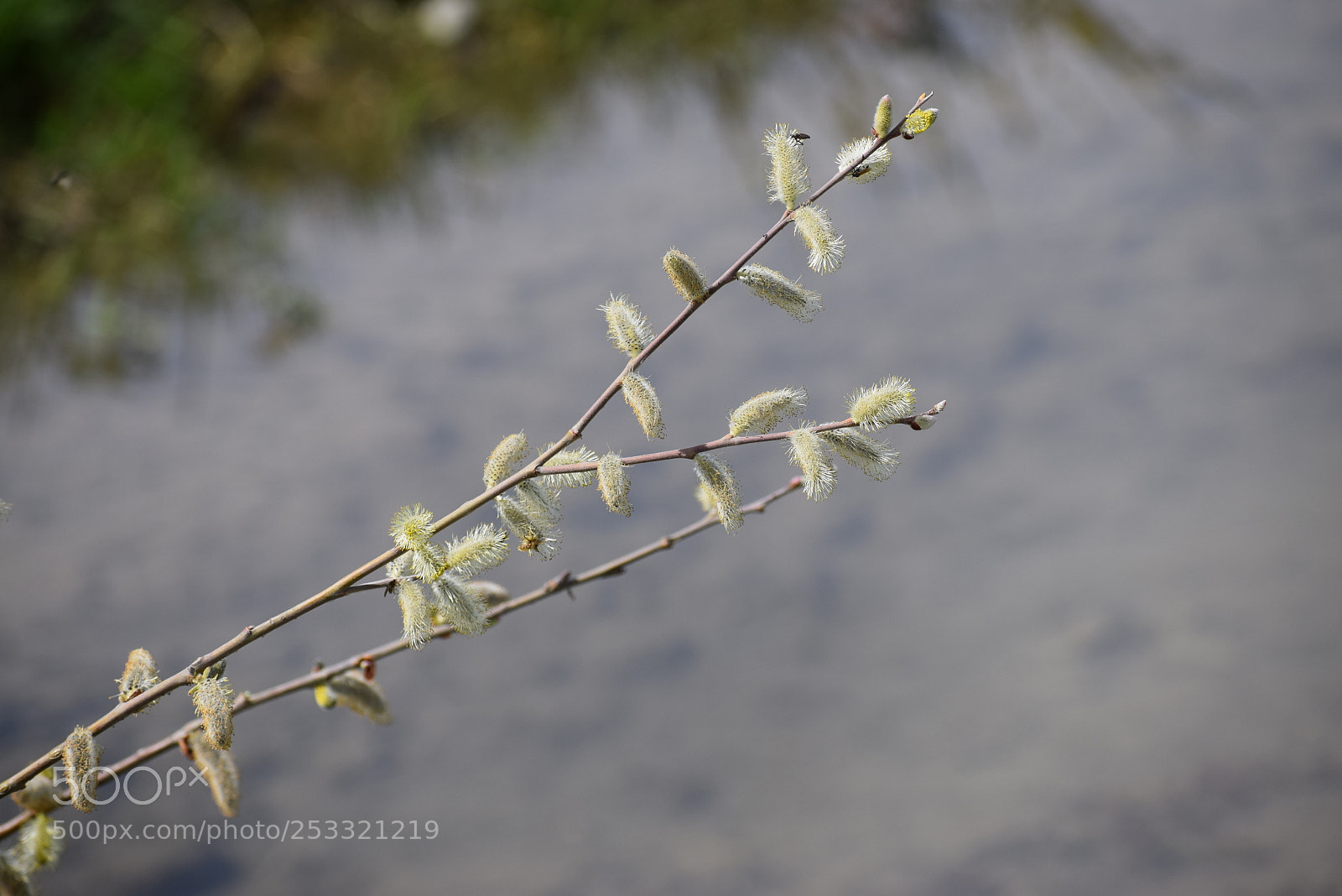 Nikon D3300 sample photo. Willows photography
