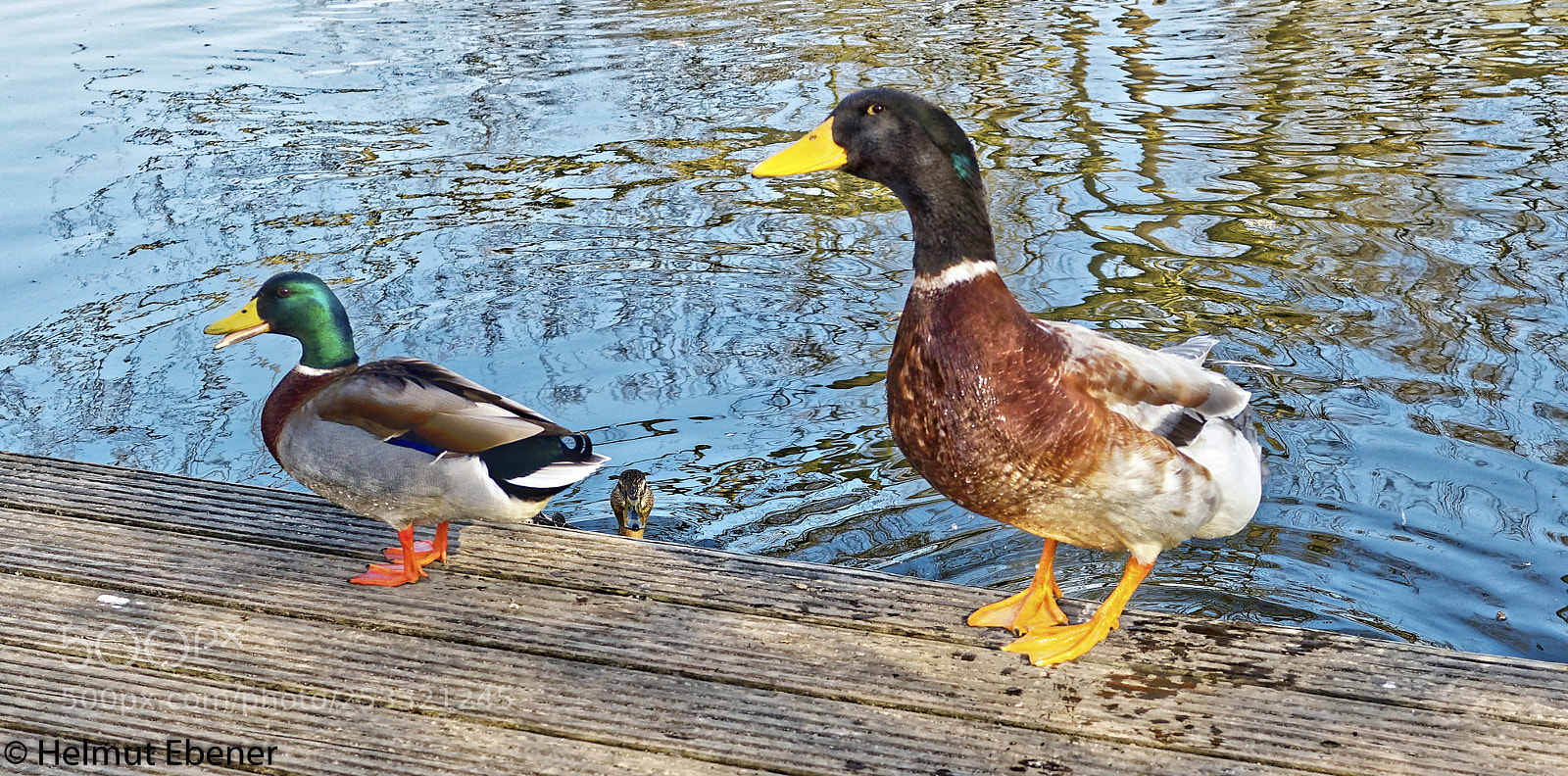 Olympus OM-D E-M5 sample photo. Bs, enten photography