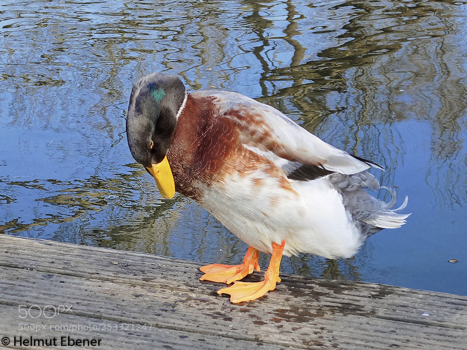 Olympus OM-D E-M5 sample photo. Bs, enten photography