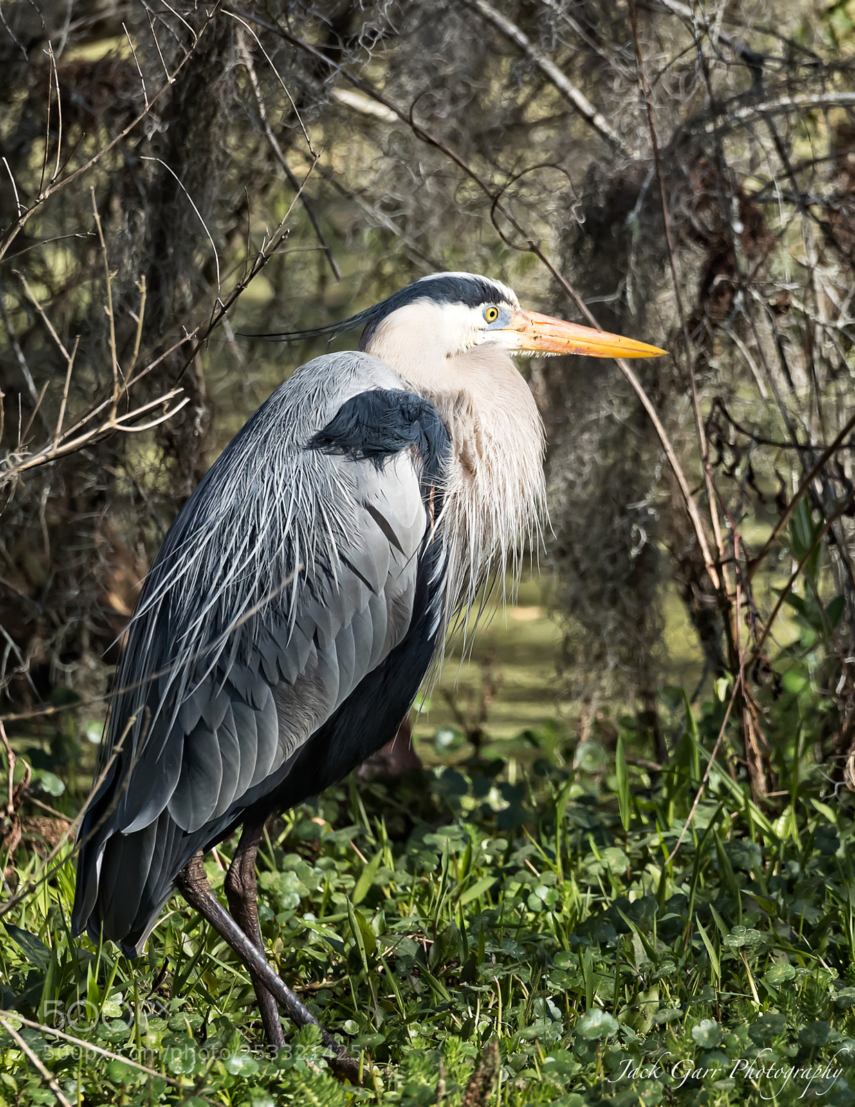 Canon EOS-1D X Mark II sample photo. Great blue heron in photography