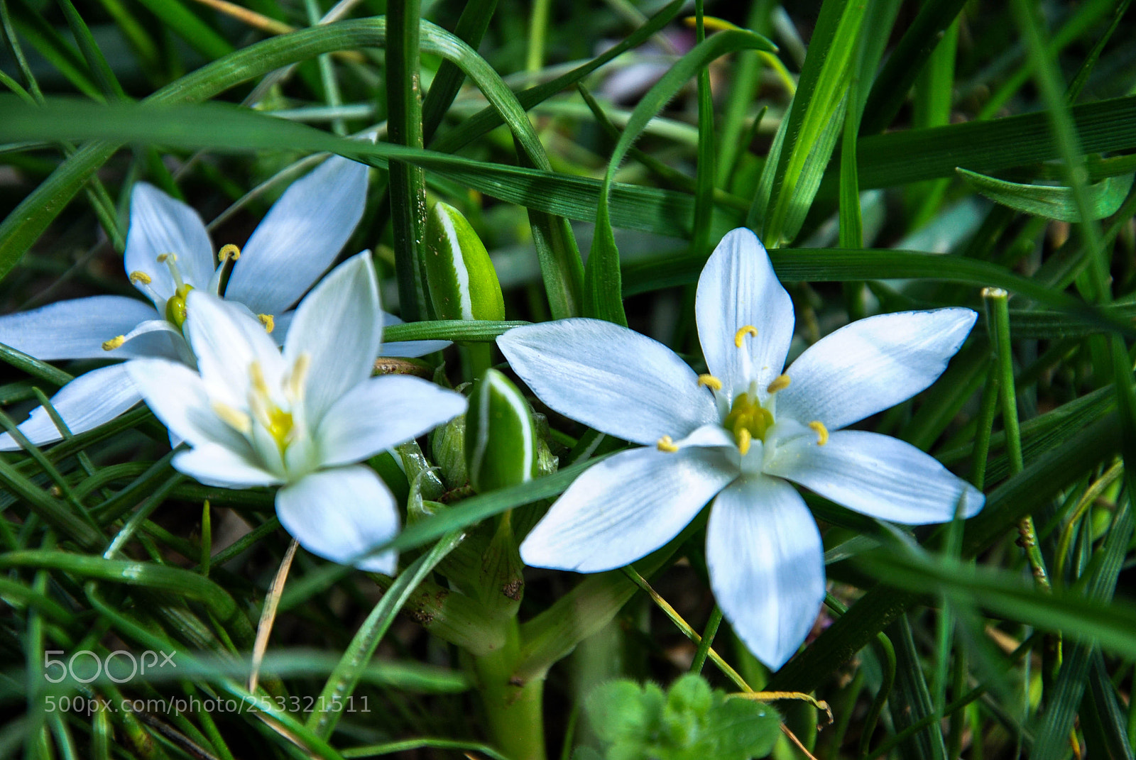 Nikon D3000 sample photo. Flower photography
