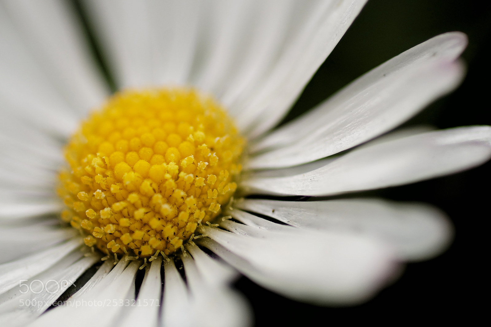 Sony SLT-A58 sample photo. Gran margarita photography