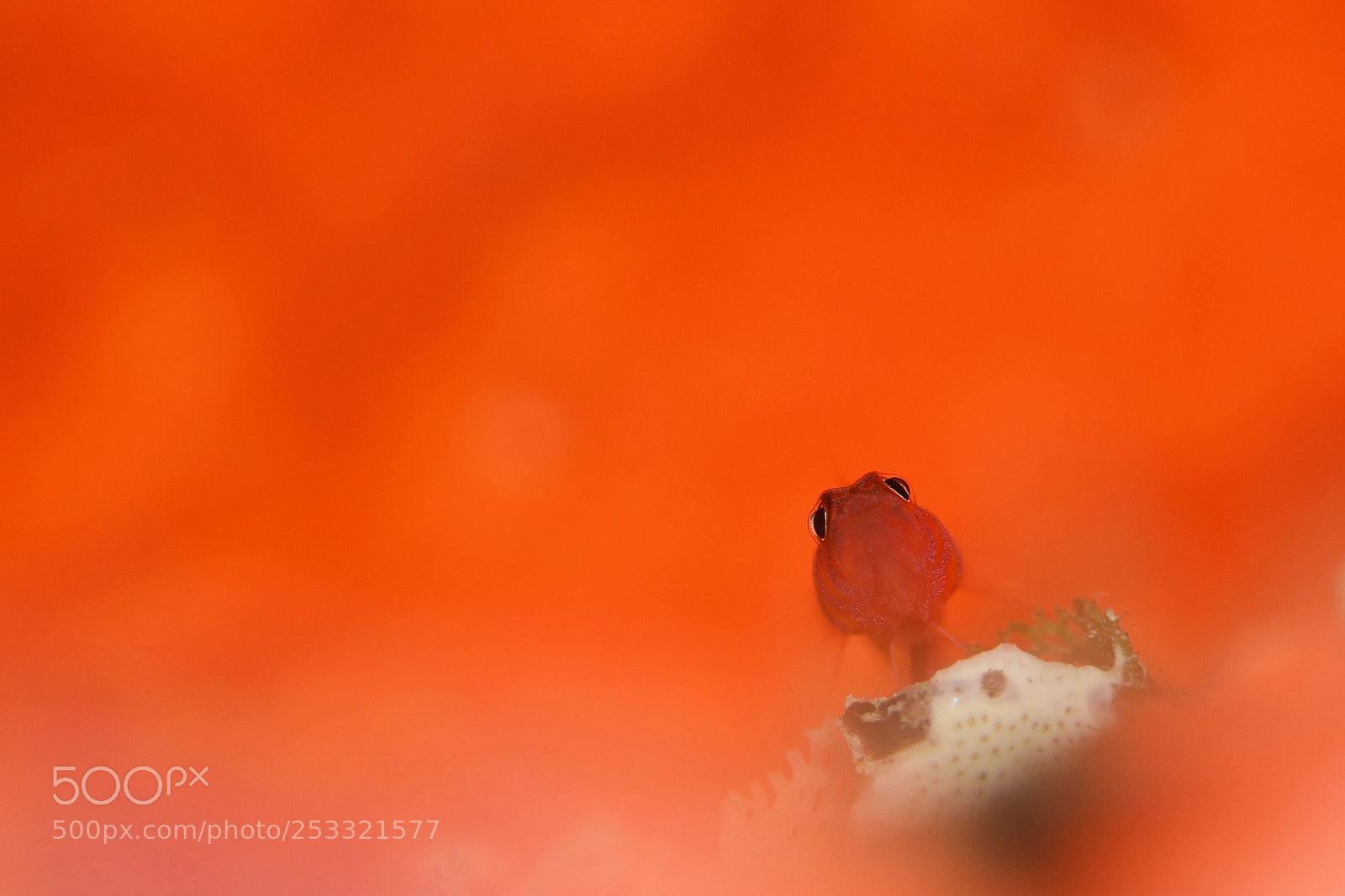 Nikon D7000 sample photo. Underwater photography