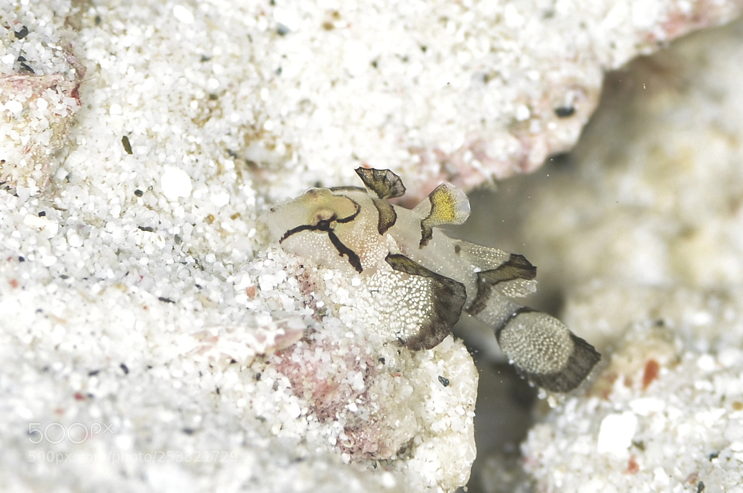 Nikon D7000 sample photo. Underwater photography