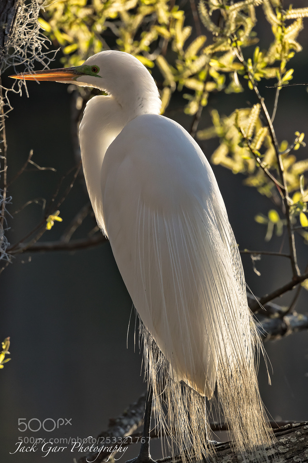 Canon EOS-1D X Mark II sample photo. Great white egret photography