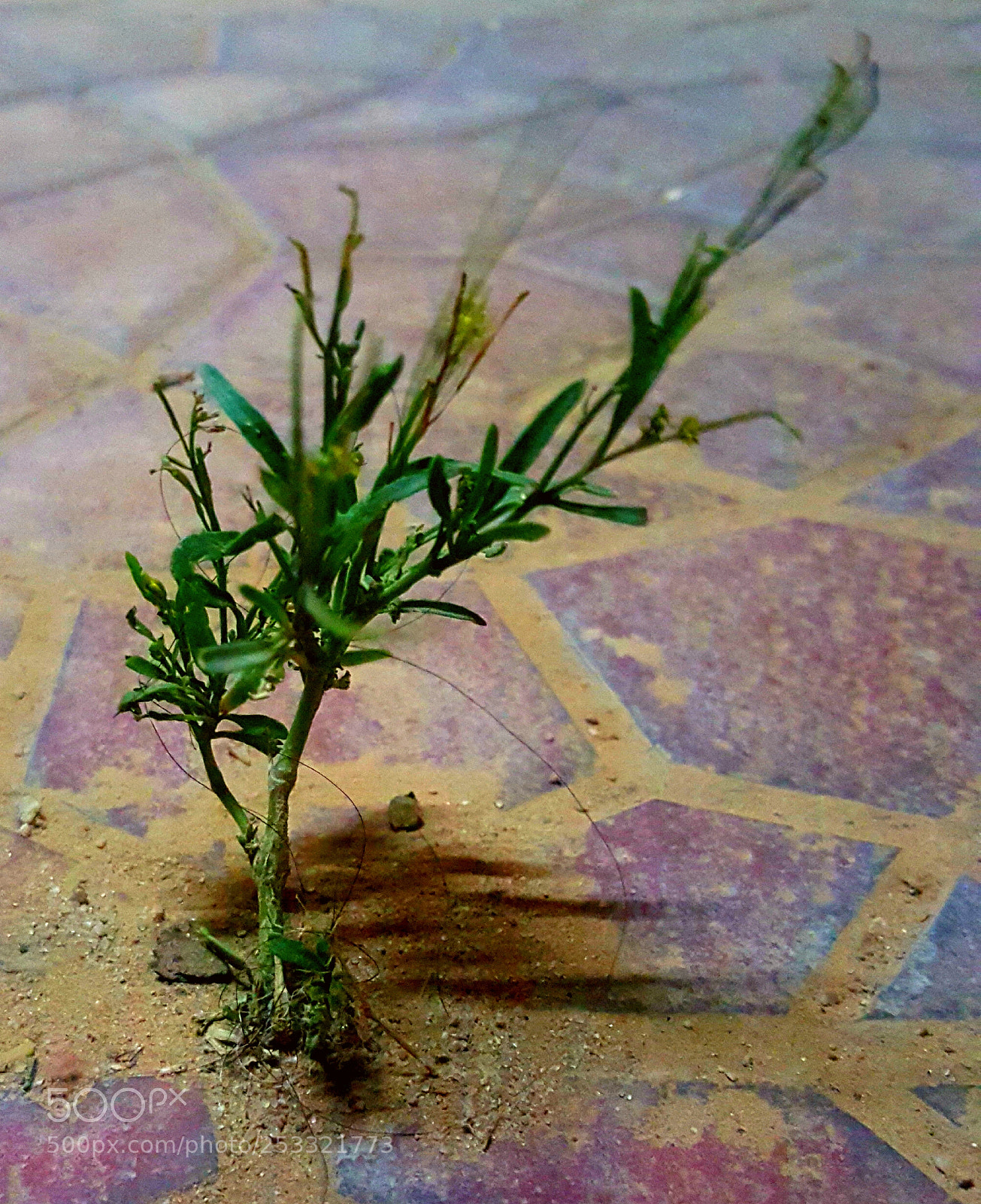 Samsung Galaxy Note5 sample photo. Untitled photography